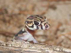 Coleonyx nemoralis
