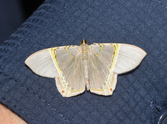 Phrygionis polita