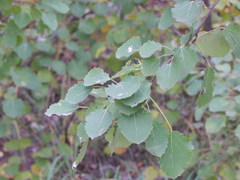 Populus tremula