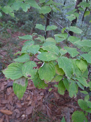 Cornus florida urbiniana