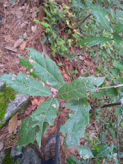 Quercus rysophylla