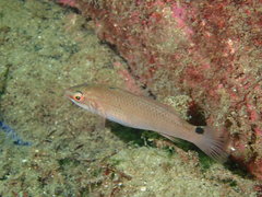 Ctenolabrus rupestris