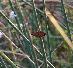 Pyrausta californicalis