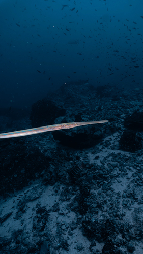 Fistularia commersonii