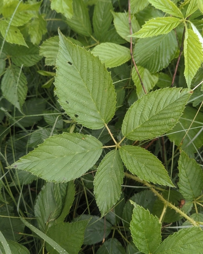 swamp blackberry (Rubus semisetosus)