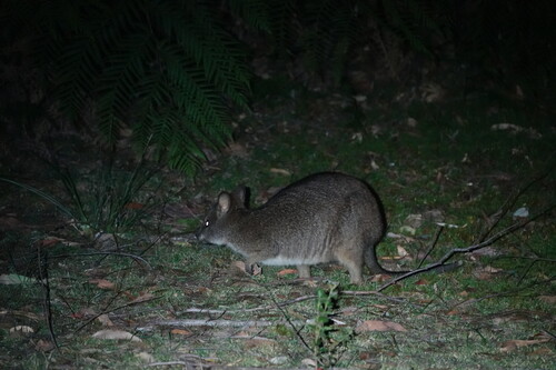 Parma Wallaby