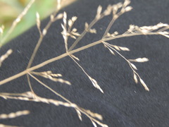Poa palustris