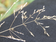 Poa palustris