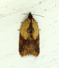 Acleris fragariana