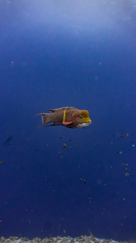 Bodianus diplotaenia
