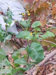 Sonchus oleraceus
