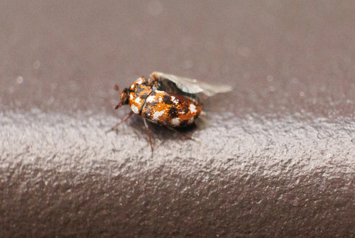 Furniture Carpet Beetle photo 4