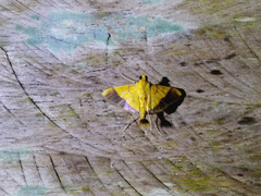 Desmia flavalis
