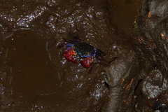 Parasesarma