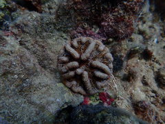 Mycetophyllia