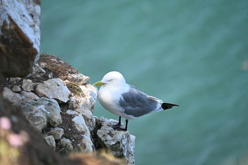 Gaviota tridáctila (Rissa tridactyla)