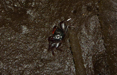 Parasesarma