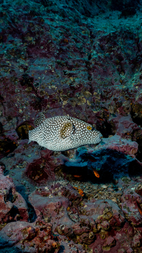 Arothron meleagris