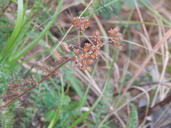 Achillea millefolium