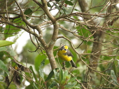 Myioborus ornatus