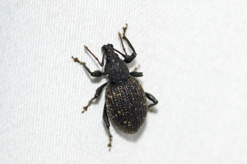 Black vine weevil