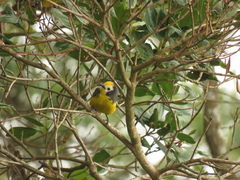 Myioborus ornatus