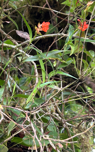 Elleanthus tonduzii Schltr.
