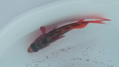 Cephalopholis colonus