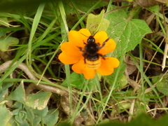 Bombus excellens