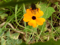 Bombus excellens