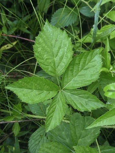 dryslope dewberry (Rubus meracus)