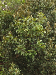 Critoniopsis bogotana