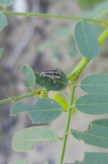 Eudiagogus rosenschoeldi
