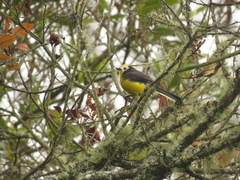 Myioborus ornatus