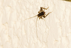 Gryllomorpha