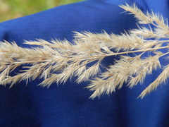 Calamagrostis epigejos