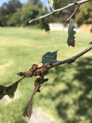 Disholcaspis mellifica