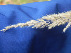 Calamagrostis epigejos