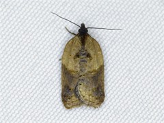 Acleris fragariana
