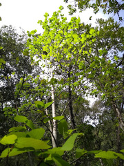 Tilia americana mexicana