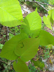 Tilia americana mexicana