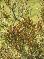 Sapium stylare