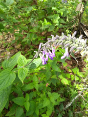 Salvia caudata