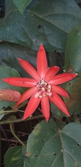 Passiflora miniata