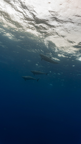 Tursiops truncatus