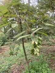 Carpinus viminea