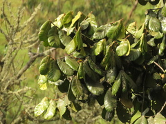Guarea kunthiana
