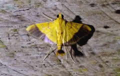 Desmia flavalis