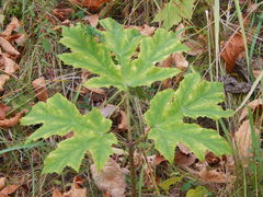 Heracleum sosnowskyi