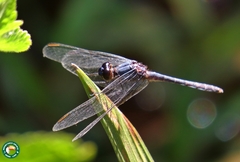Erythrodiplax basalis